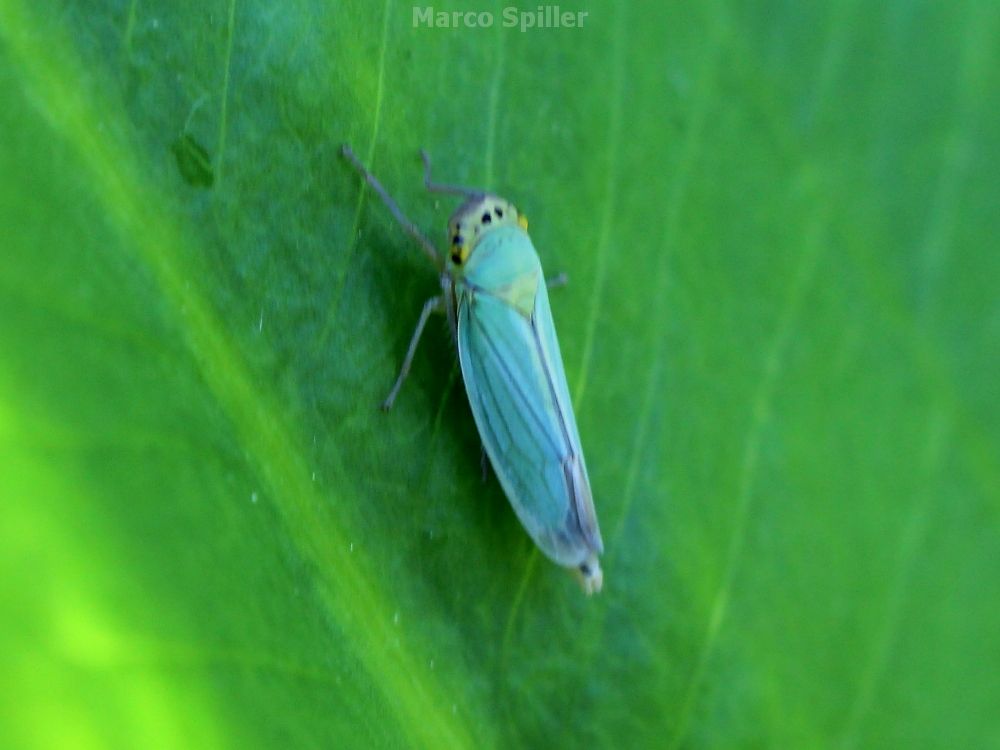 Cicadella viridis